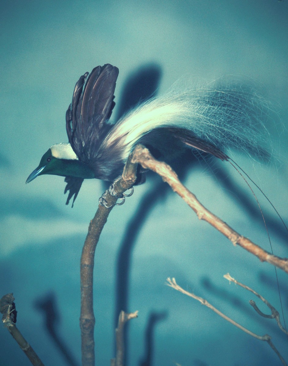 Emperor Bird-of-Paradise - marvin hyett