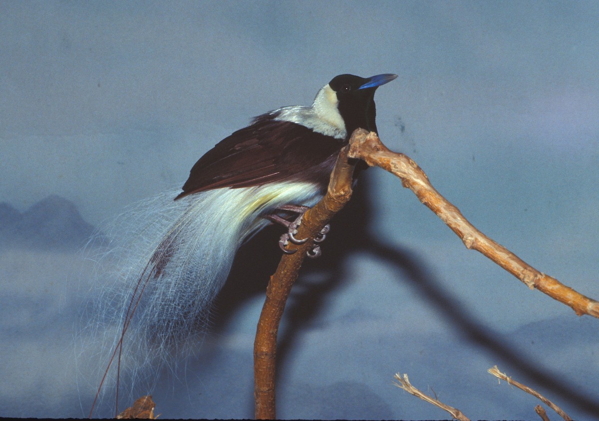 Emperor Bird-of-Paradise - marvin hyett
