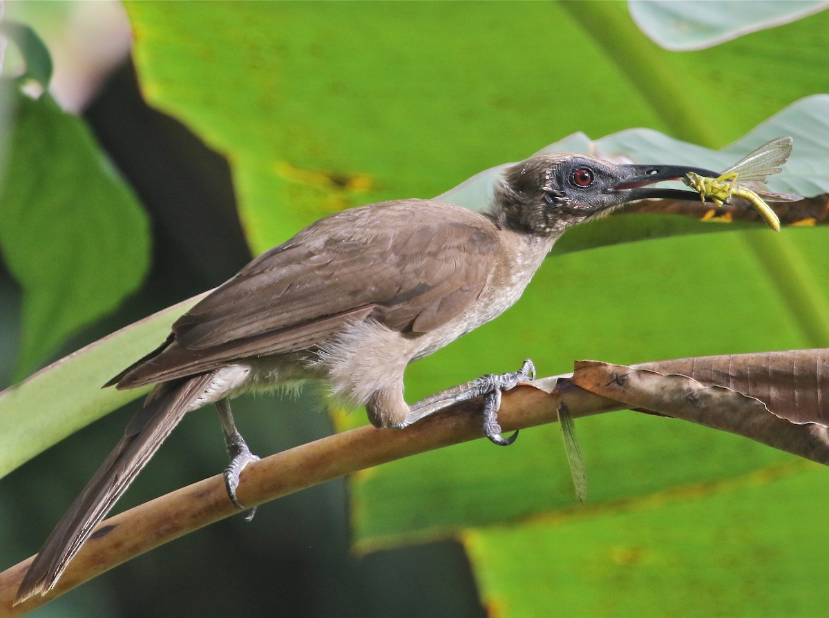 Buru Friarbird - ML71800361