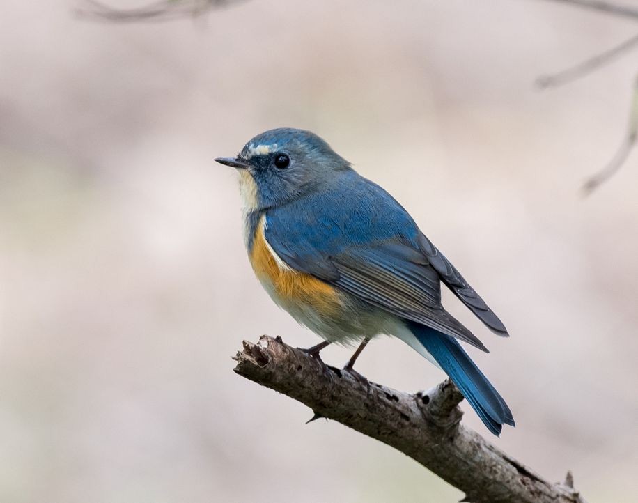 Red-flanked Bluetail - ML71800401