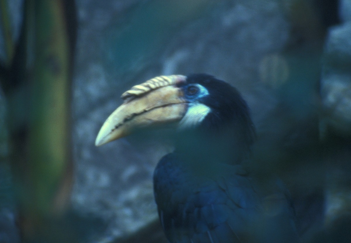 Narcondam Hornbill - marvin hyett