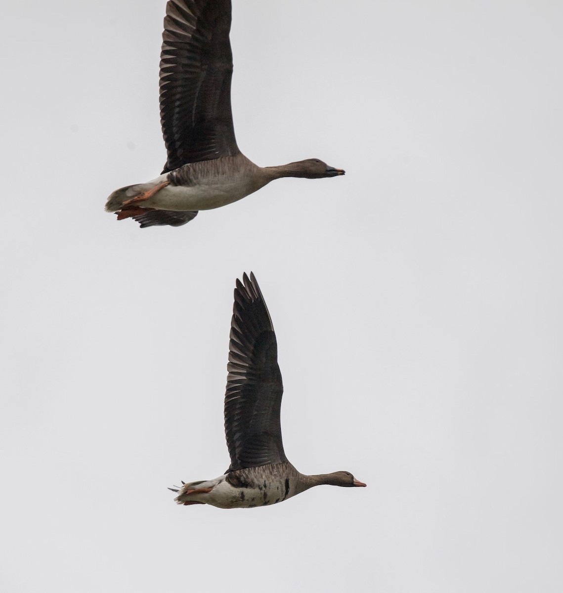 Greater White-fronted Goose - ML71801291