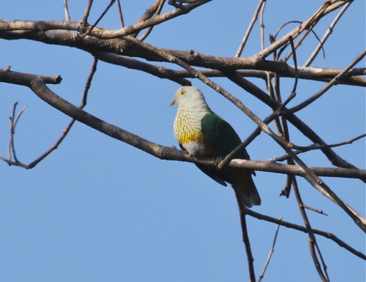 Rose-crowned Fruit-Dove - ML71801351
