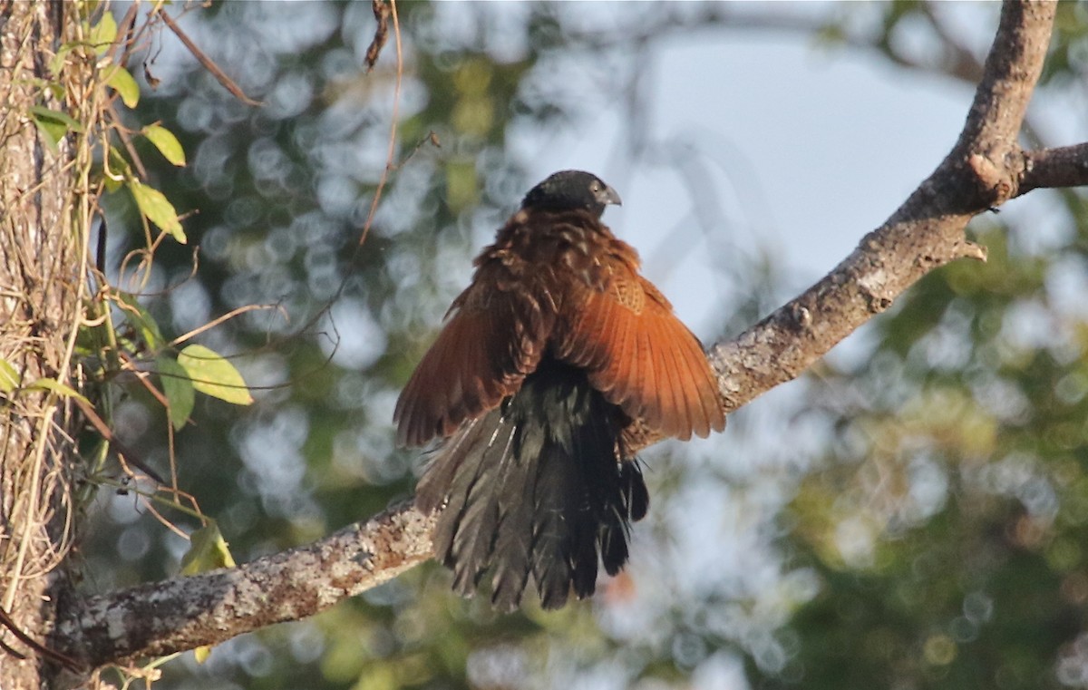 Lesser Coucal - Gil Ewing