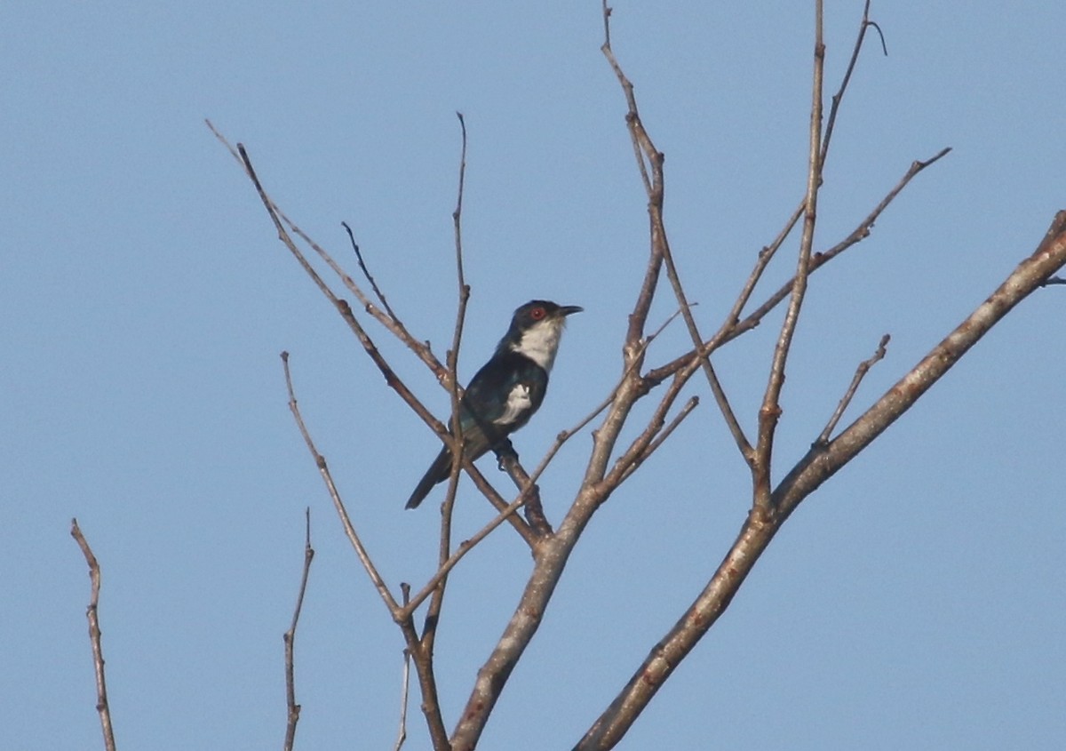 Little Bronze-Cuckoo (Pied) - ML71801551