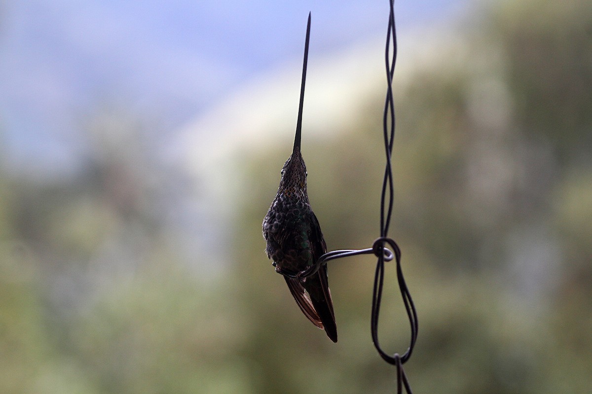 Sword-billed Hummingbird - Eduardo Soler