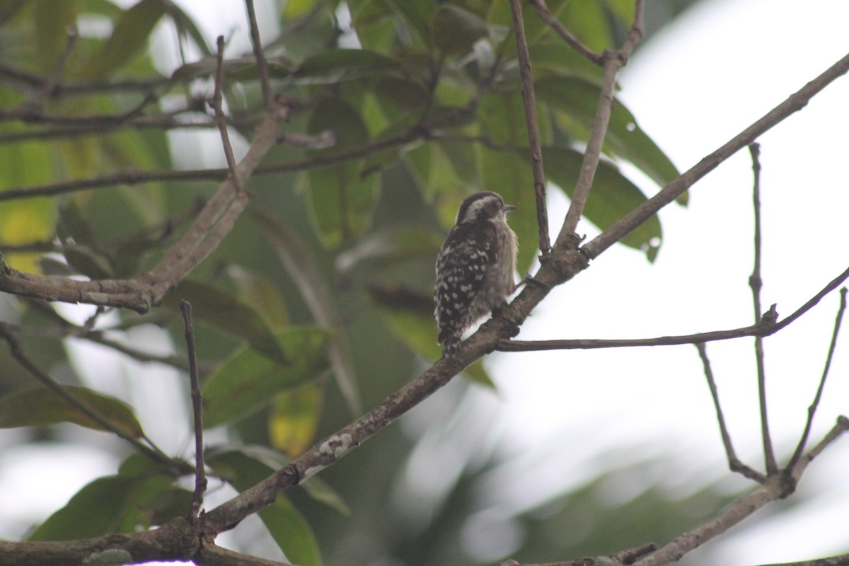 Brown-capped Pygmy Woodpecker - ADARSH  G