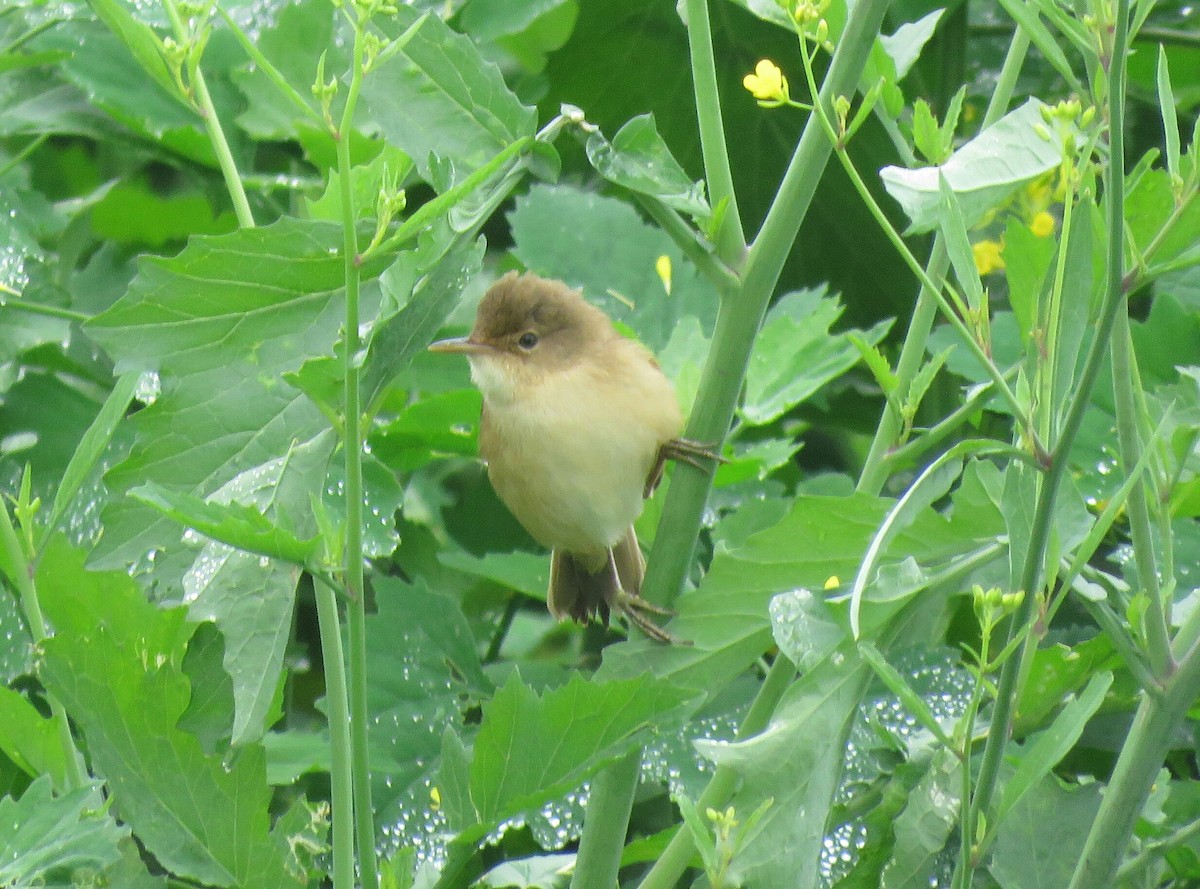 Common Reed Warbler (African) - Brad Arthur