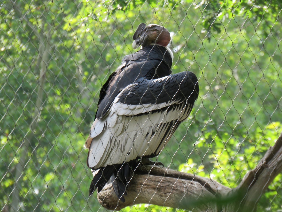 Andean Condor - martin achtman