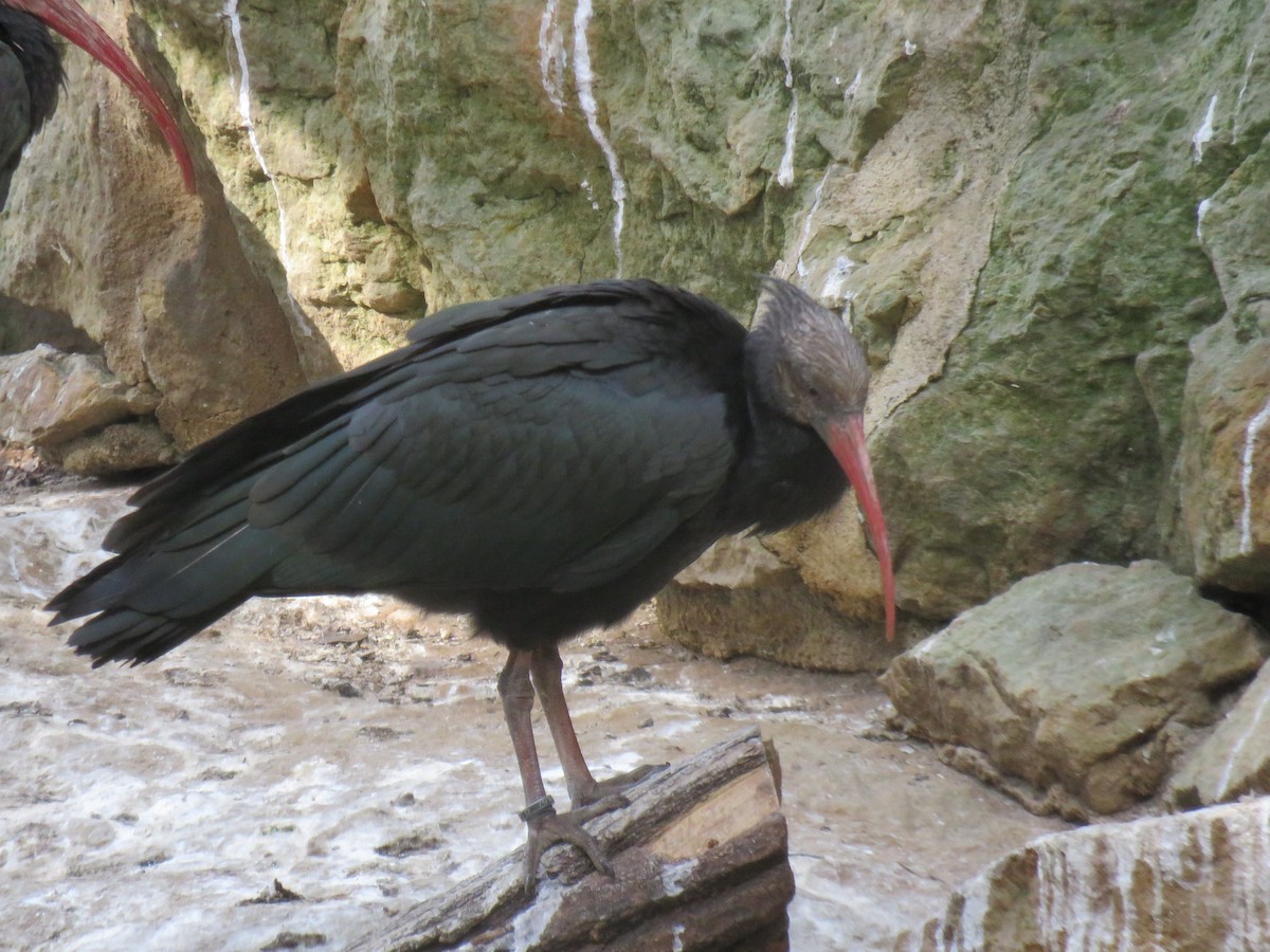 Northern Bald Ibis - martin achtman
