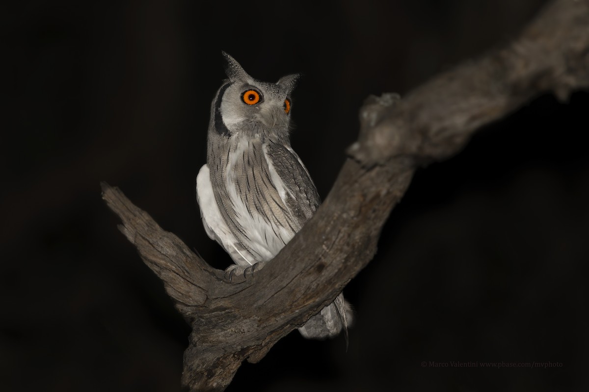 Southern White-faced Owl - ML718087