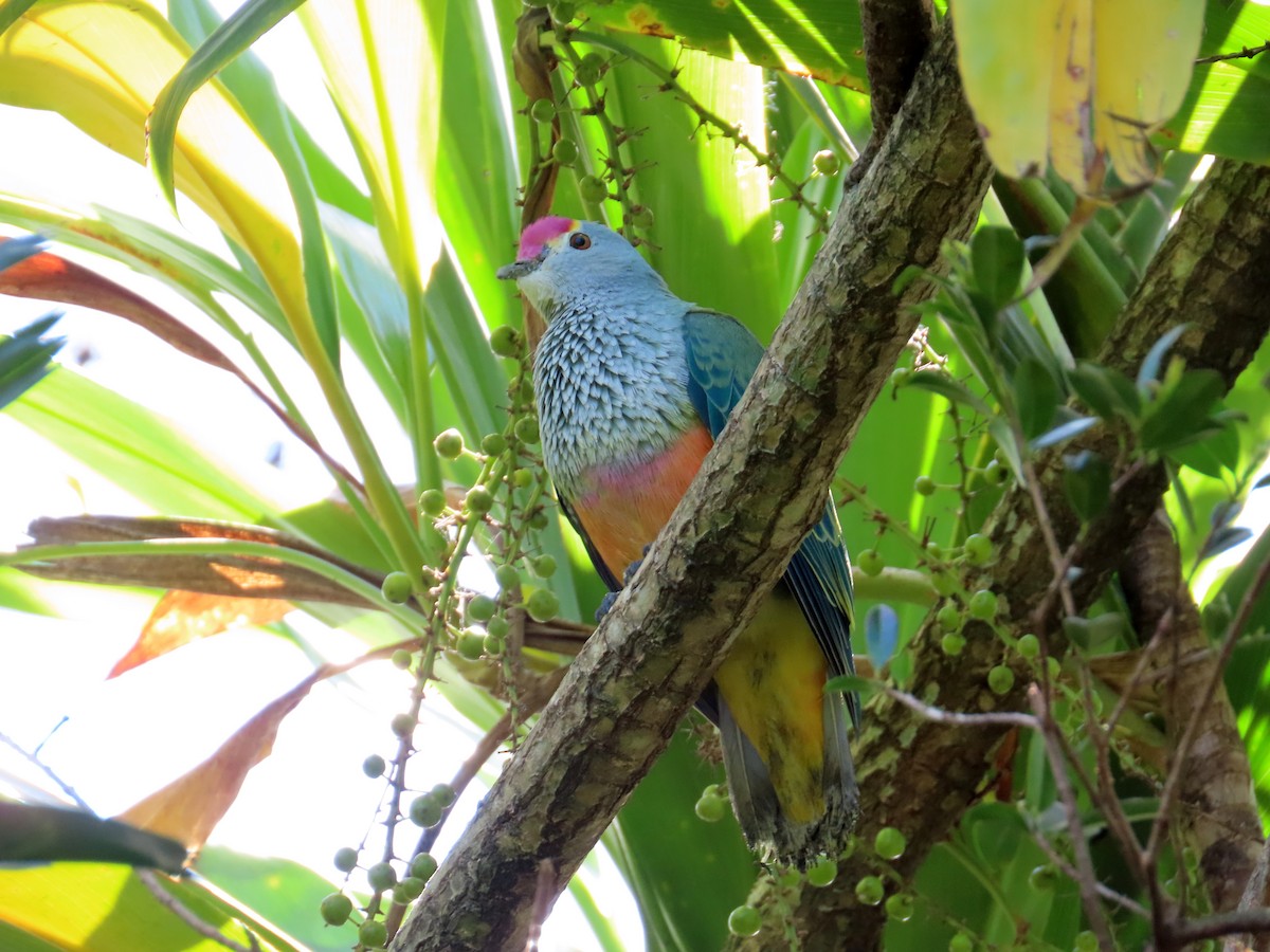 Rose-crowned Fruit-Dove - Marian W