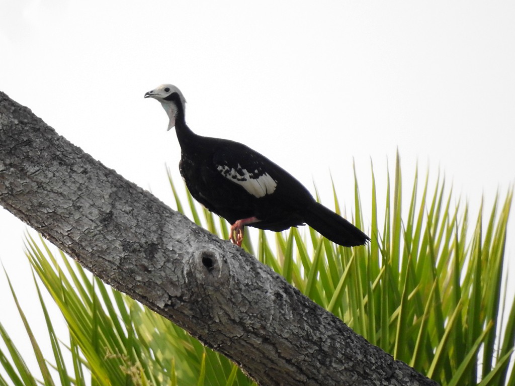 White-throated Piping-Guan - Richard Garrigues