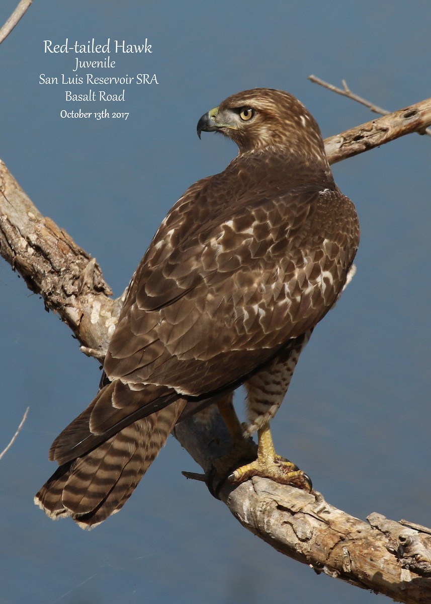 Red-tailed Hawk - Richard Brown