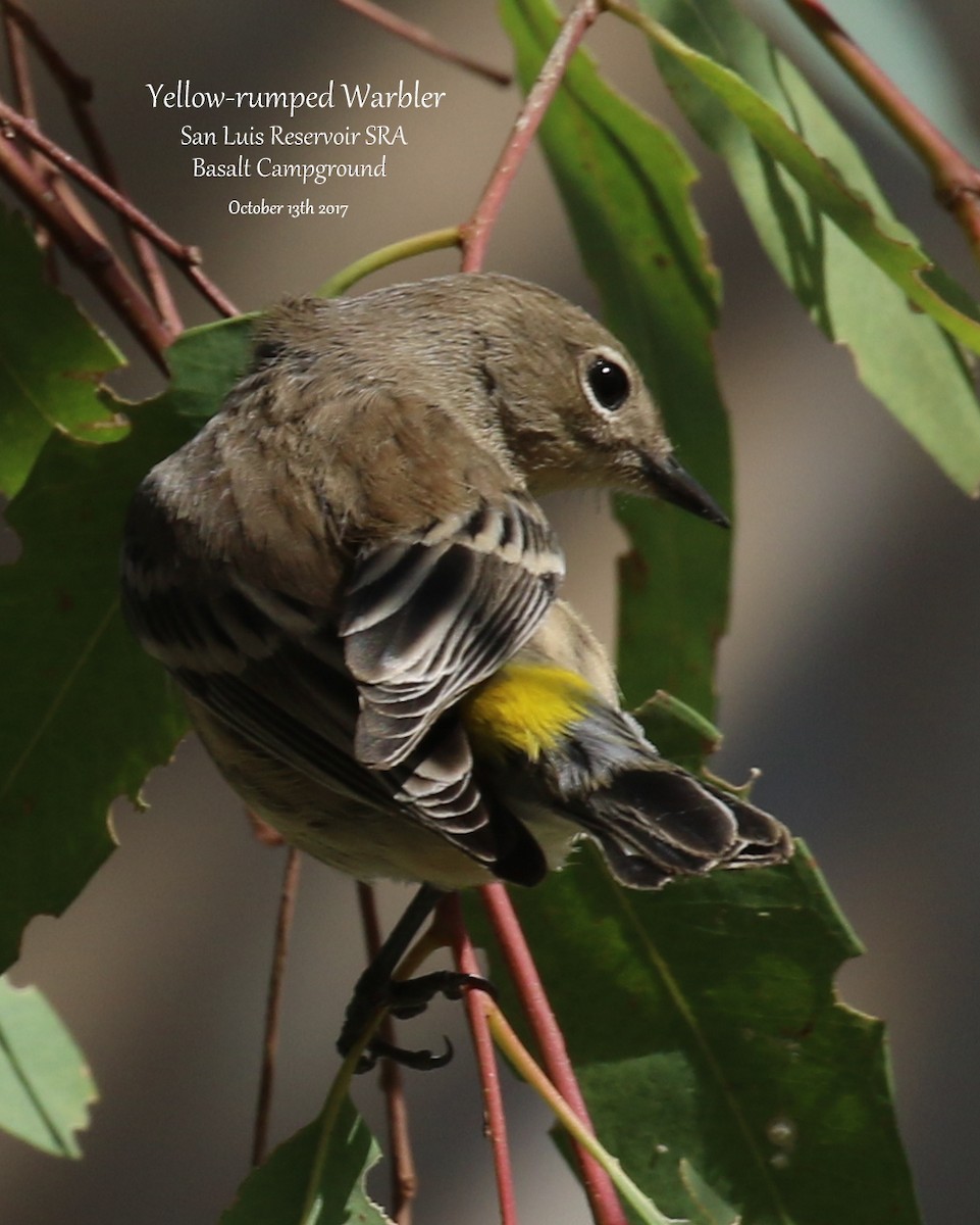 Yellow-rumped Warbler (Audubon's) - Richard Brown