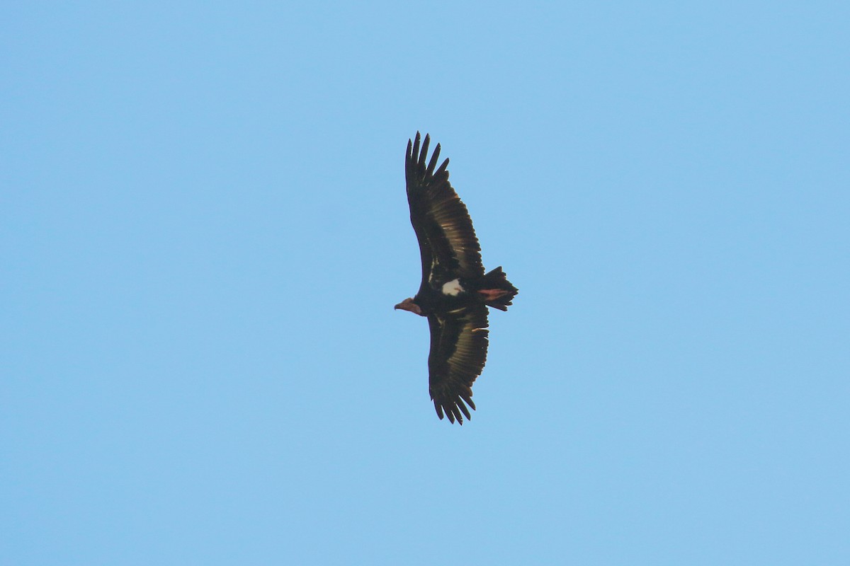Red-headed Vulture - ML71812891