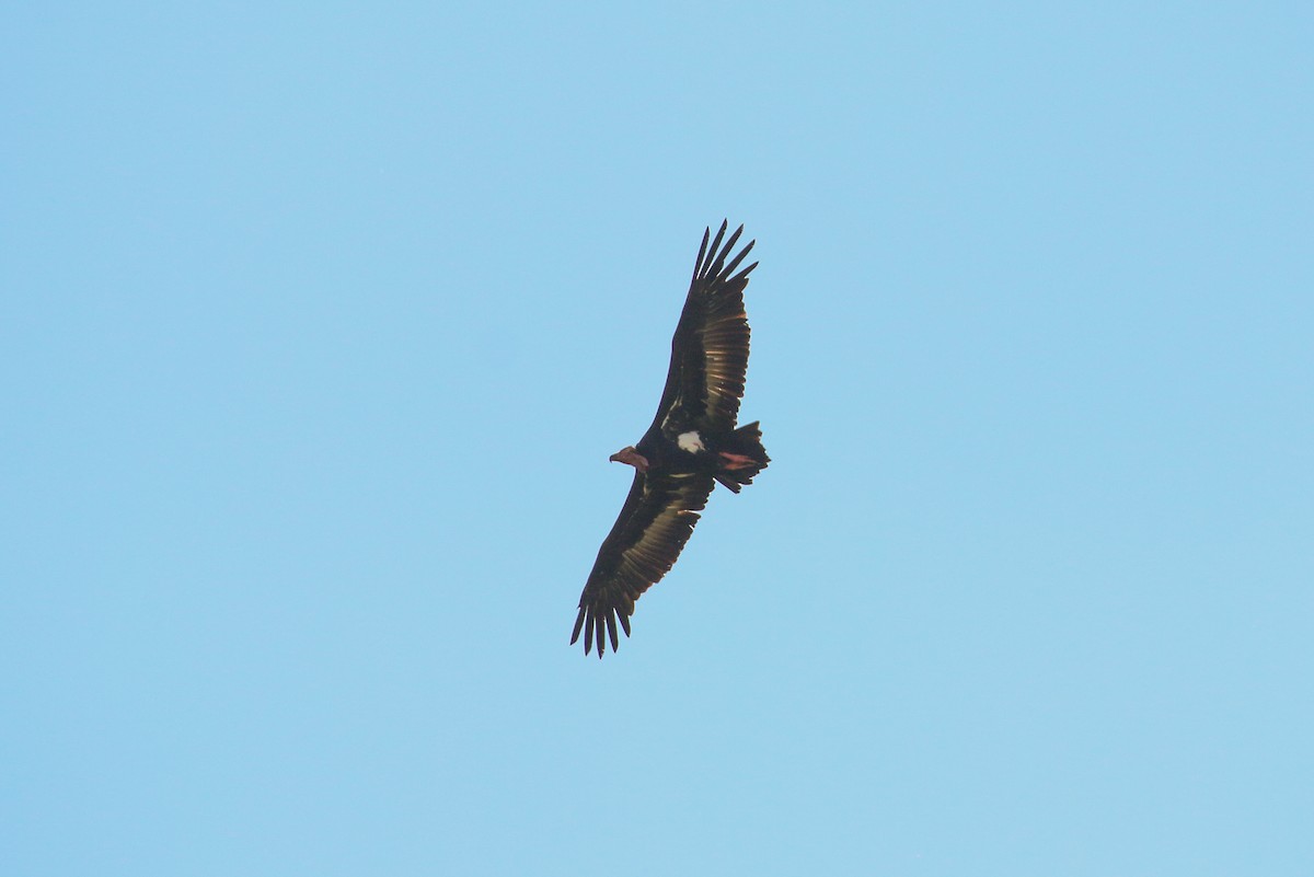 Red-headed Vulture - ML71812911
