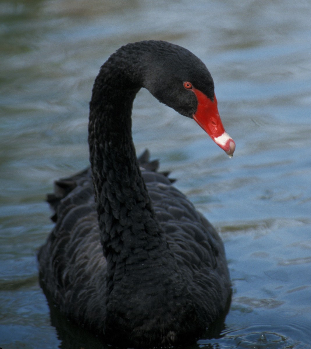 Black Swan - marvin hyett