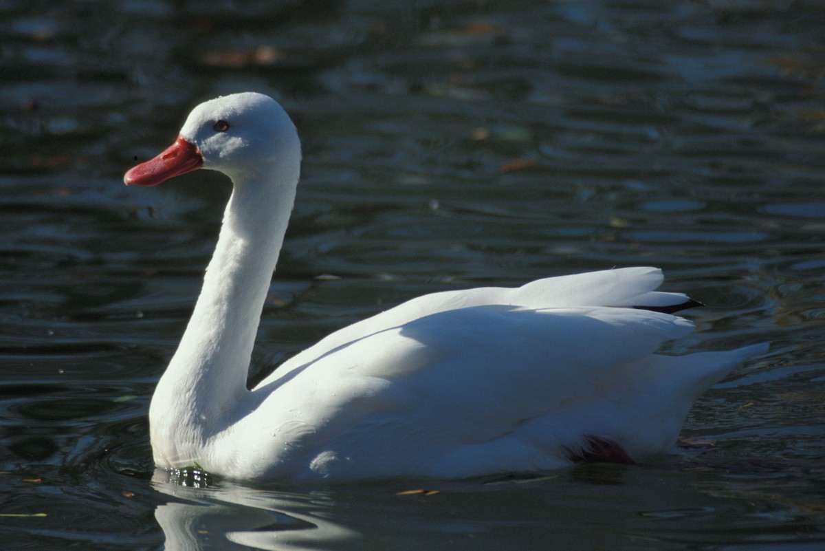 Coscoroba Swan - marvin hyett
