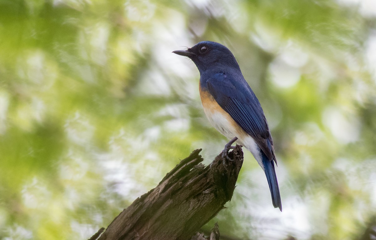Blue-throated Flycatcher - abhishek ravindra