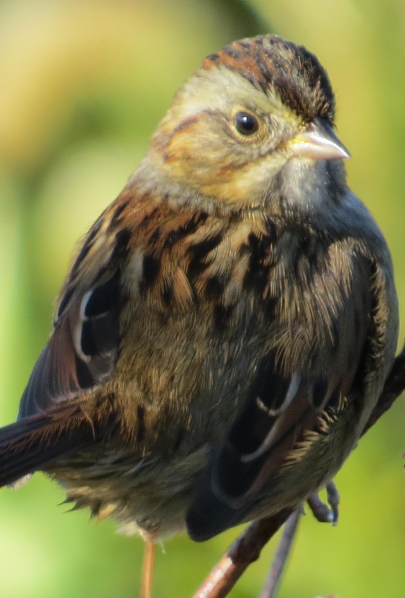 Swamp Sparrow - ML71815261