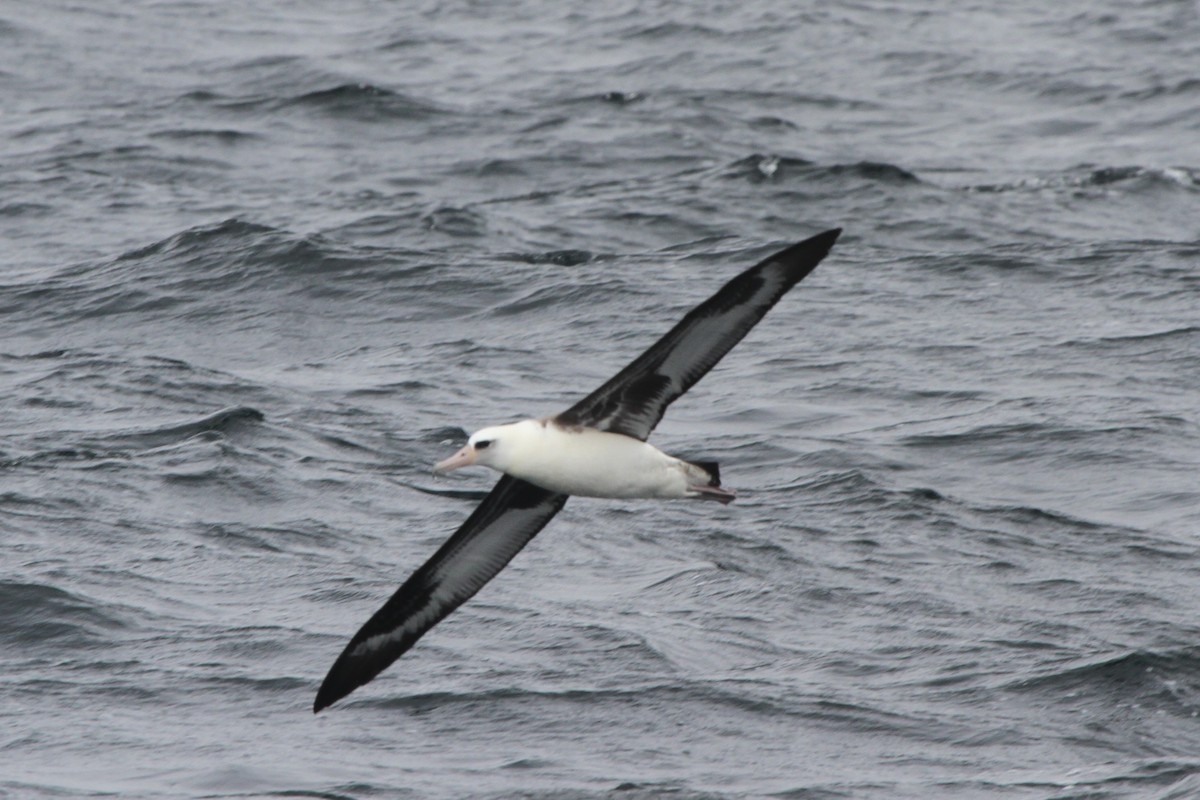 Темноспинный альбатрос - ML71815311