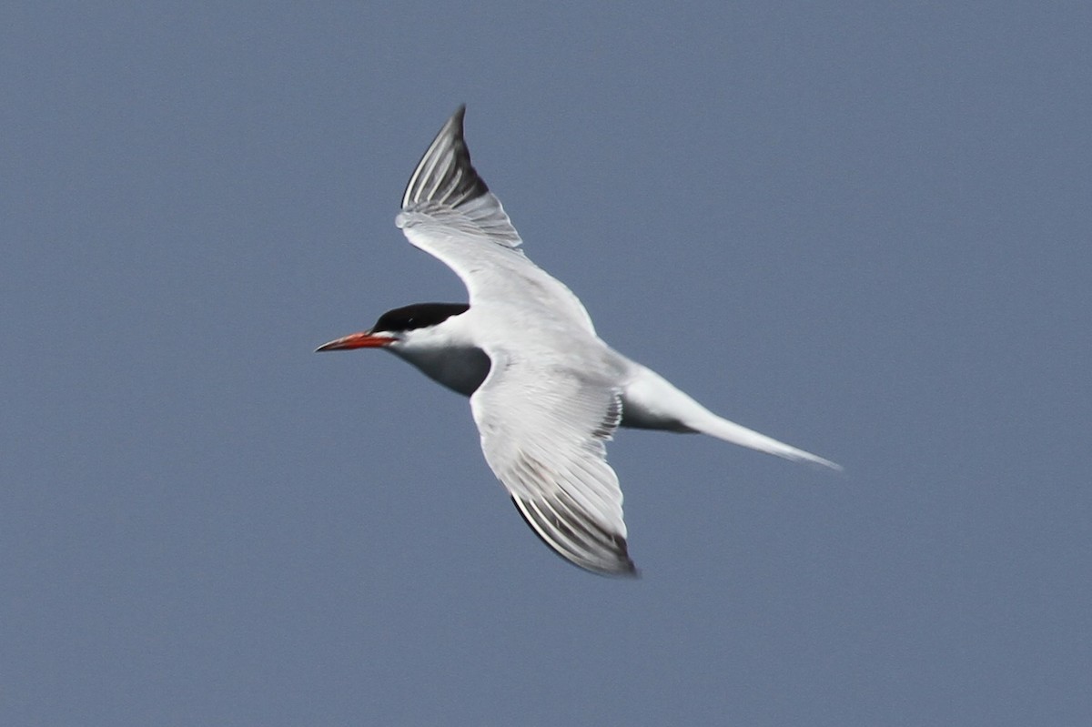 Common Tern - ML71815341