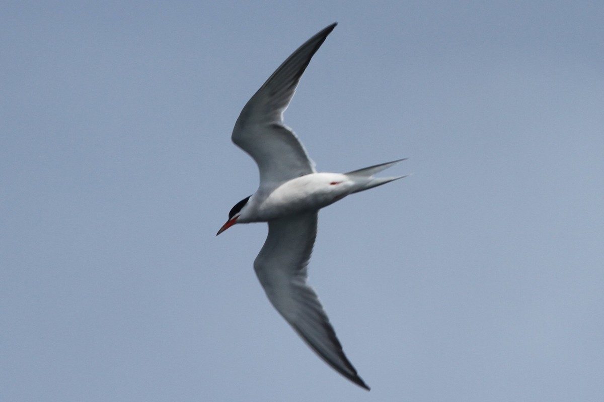 Common Tern - ML71815361