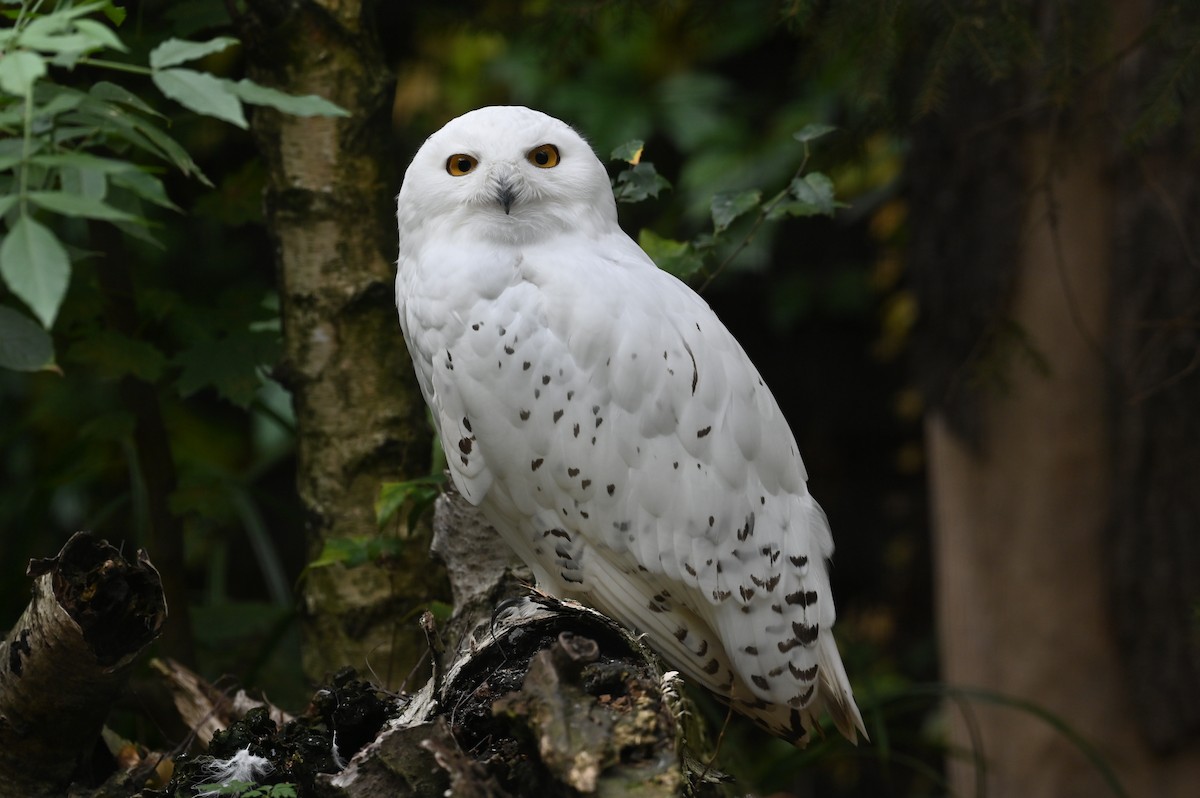 Snowy Owl - Gerhard Tauscher