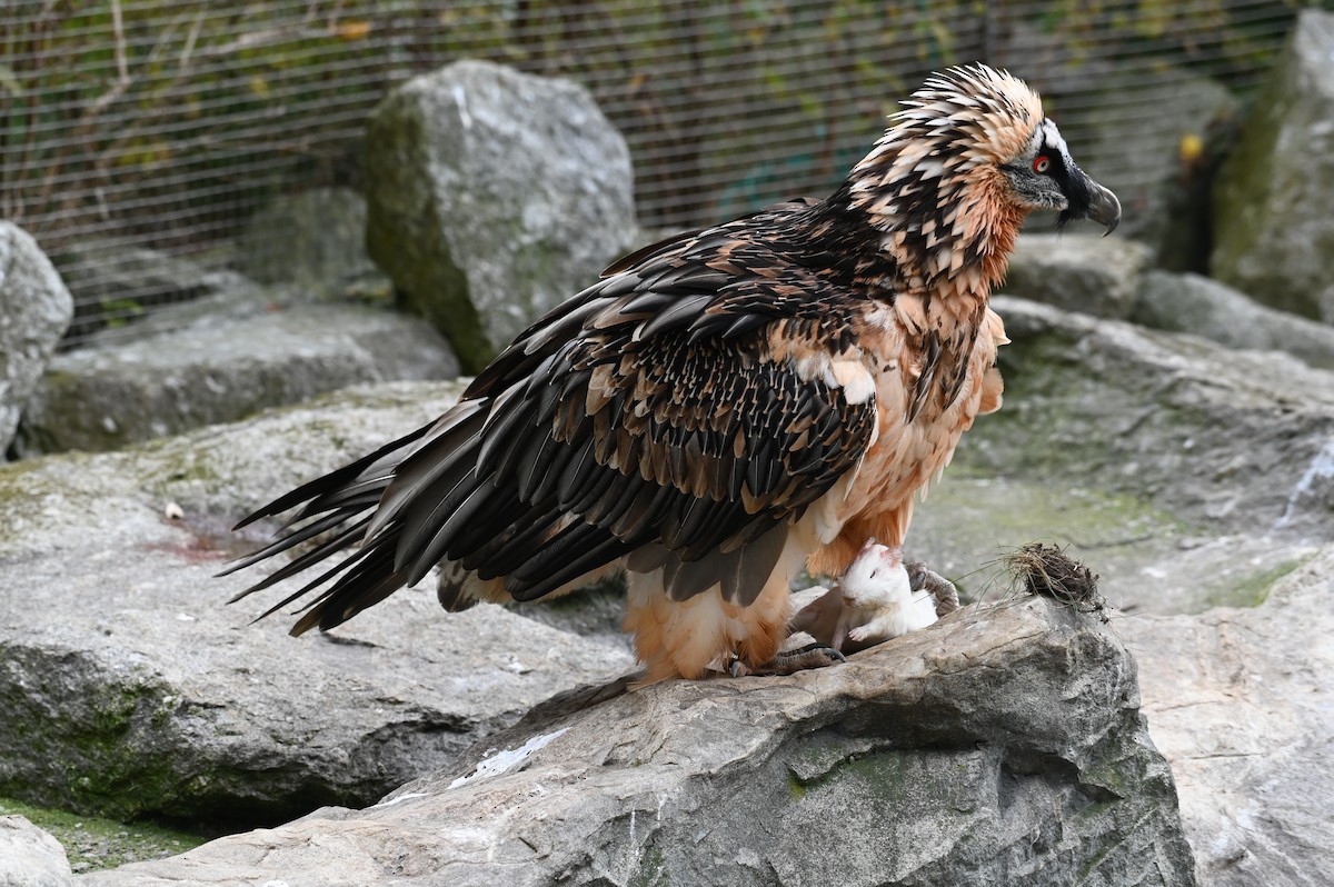 Bearded Vulture (Eurasian) - Gerhard Tauscher