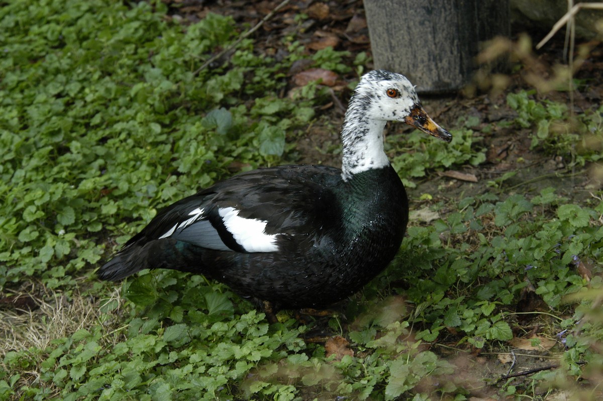 White-winged Duck - marvin hyett
