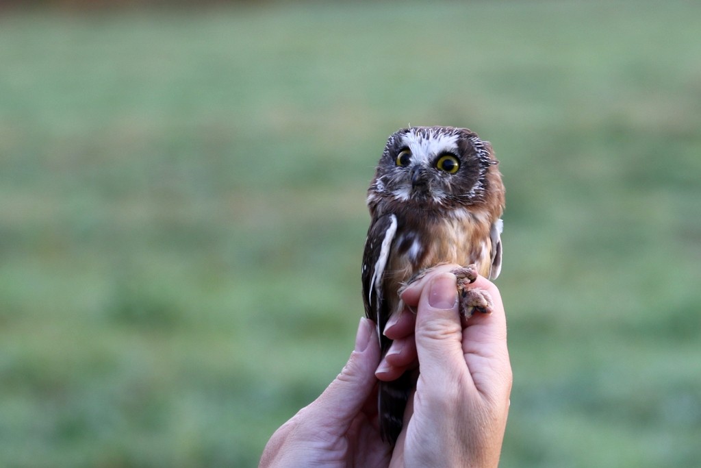 Northern Saw-whet Owl - Maurice Raymond