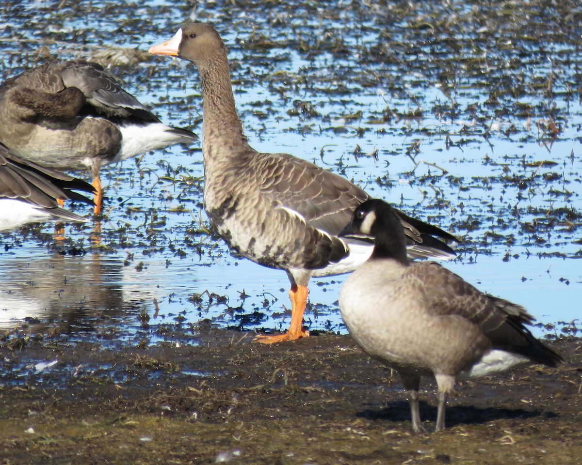 Greater White-fronted Goose - ML71817631