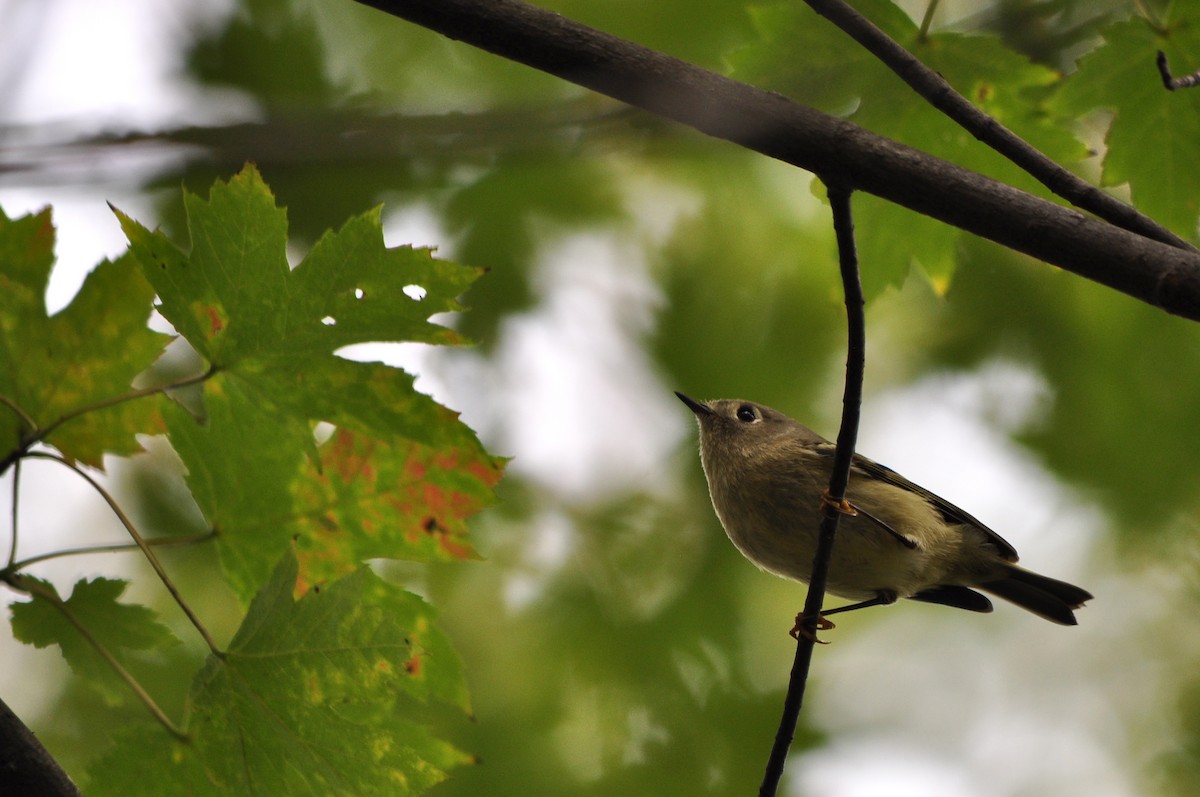Ruby-crowned Kinglet - Kaitlin Brough