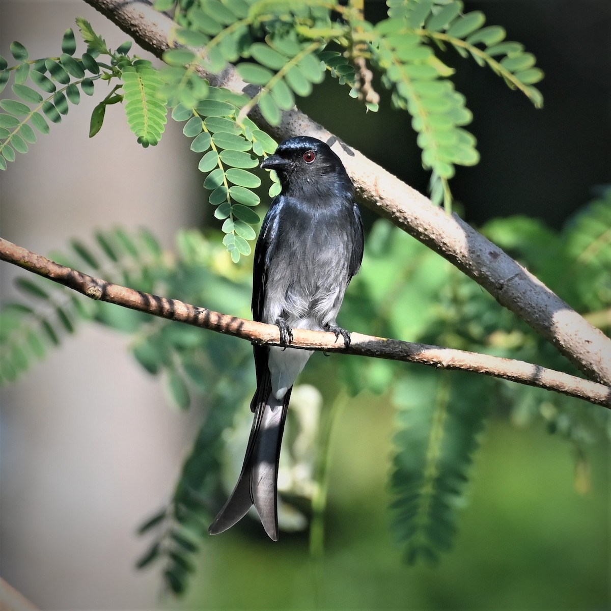 White-bellied Drongo (White-vented) - ML718180