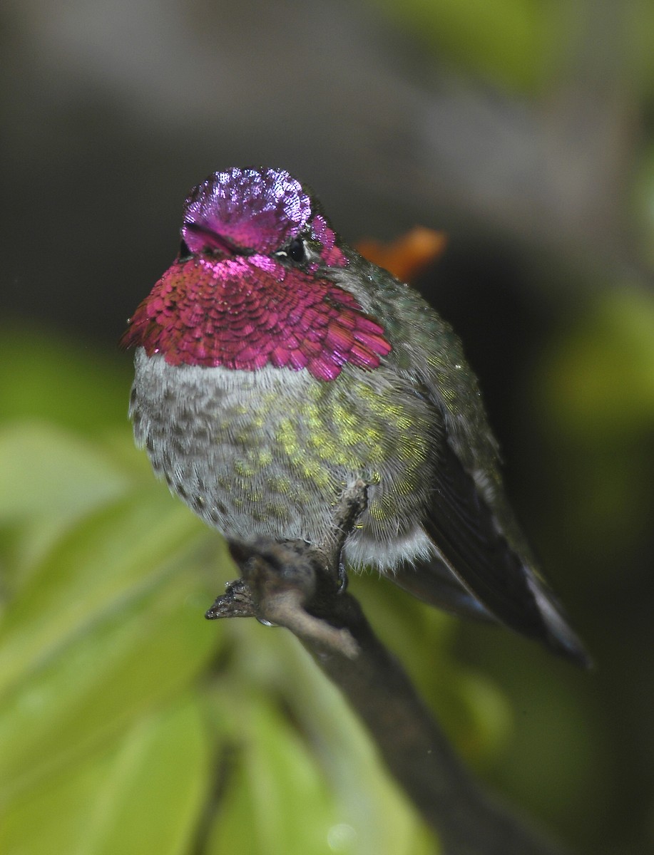 Anna's Hummingbird - marvin hyett