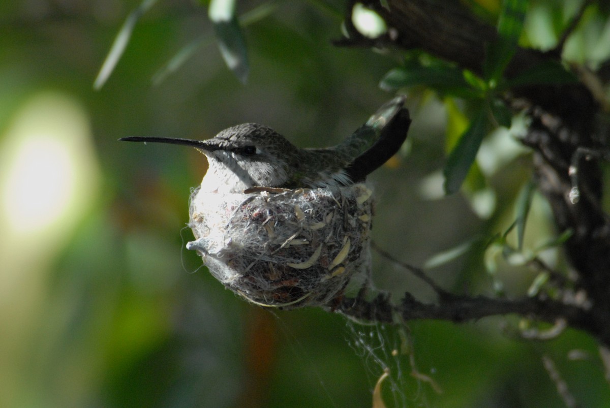 Black-chinned Hummingbird - marvin hyett