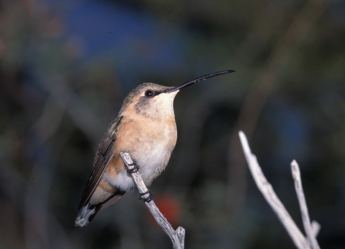 Lucifer Hummingbird - marvin hyett