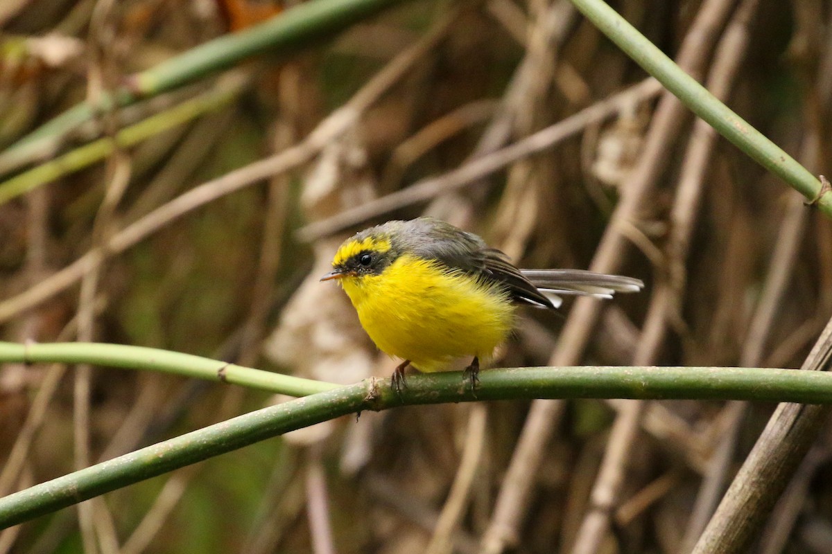 Yellow-bellied Fairy-Fantail - ML71819791