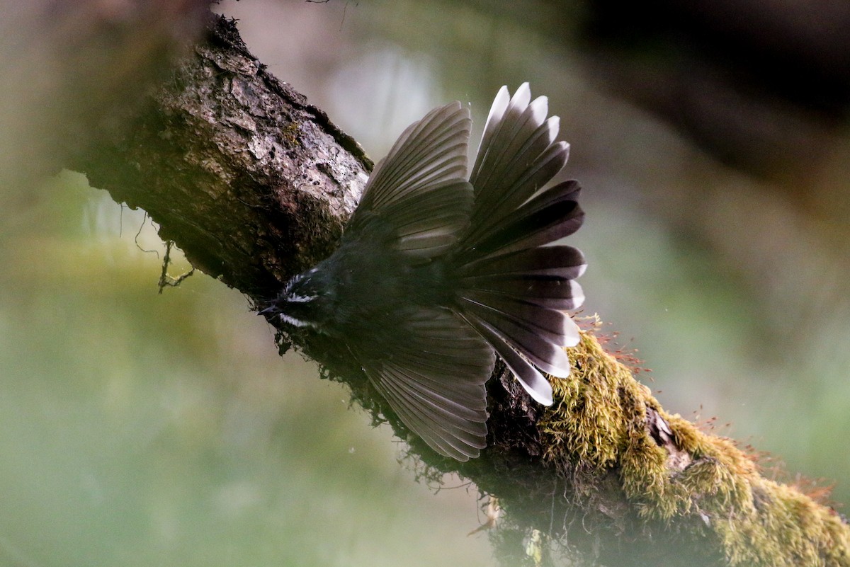 White-throated Fantail - ML71819811