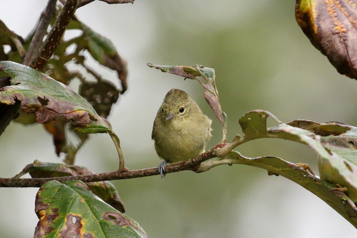 Yellow-browed Tit - ML71819831