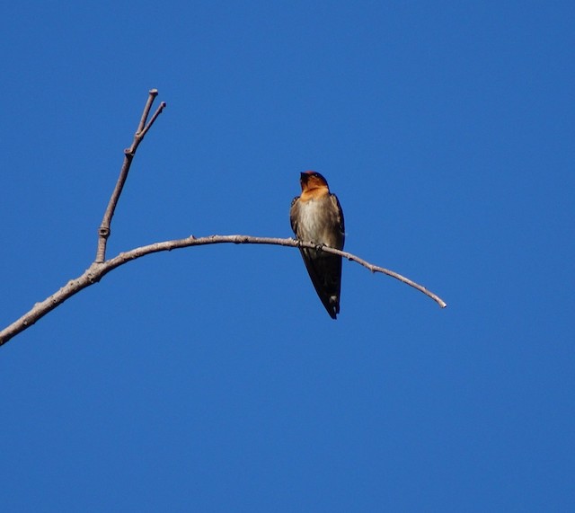 Pacific Swallow (Pacific)