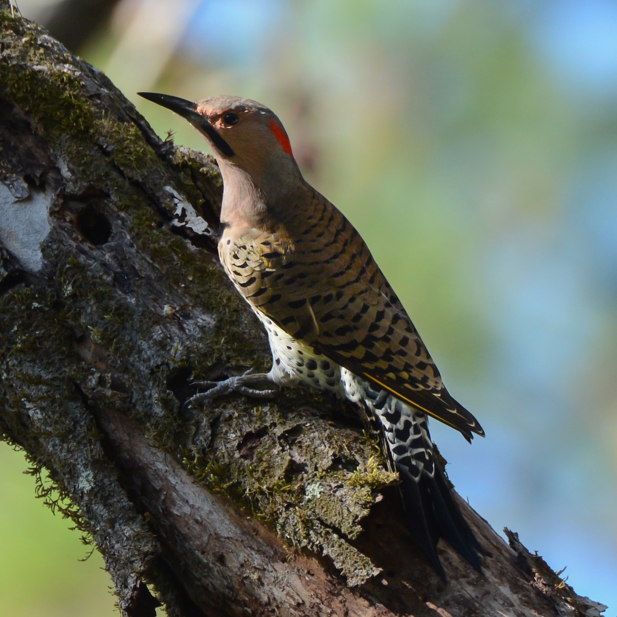 Northern Flicker - Keith McCullough