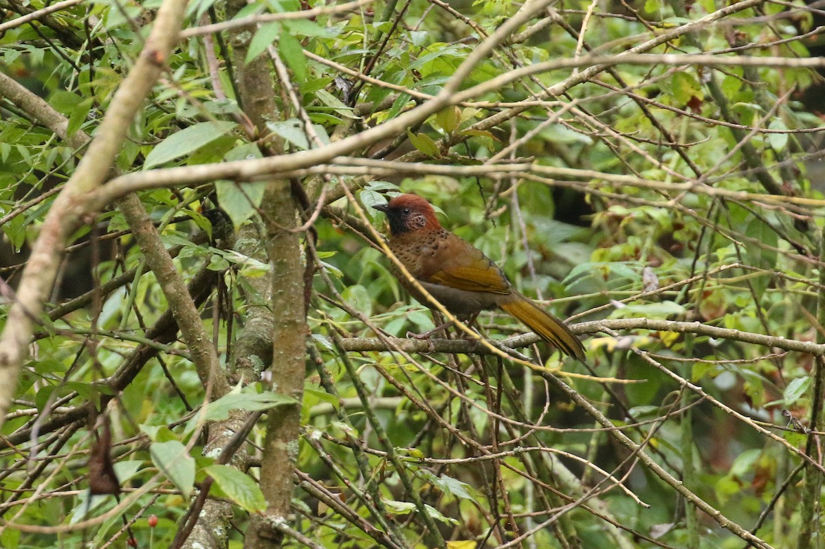 Chestnut-crowned Laughingthrush - ML71820201