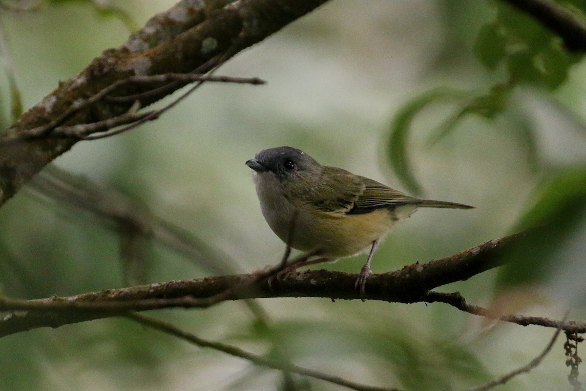 Green Shrike-Babbler (Black-crowned) - ML71820291