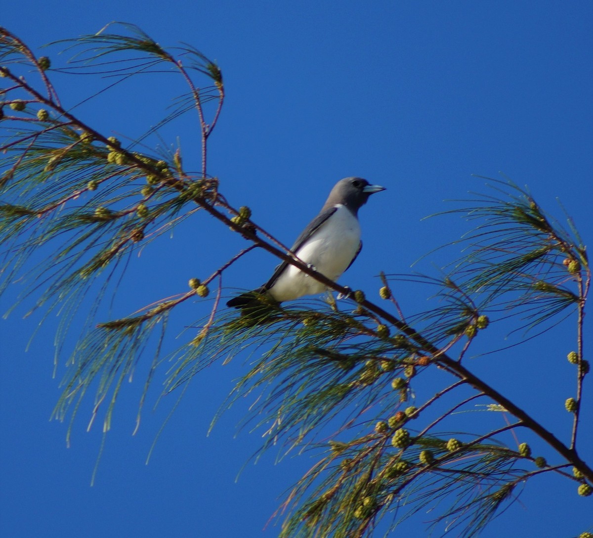 White-breasted Woodswallow - ML718203