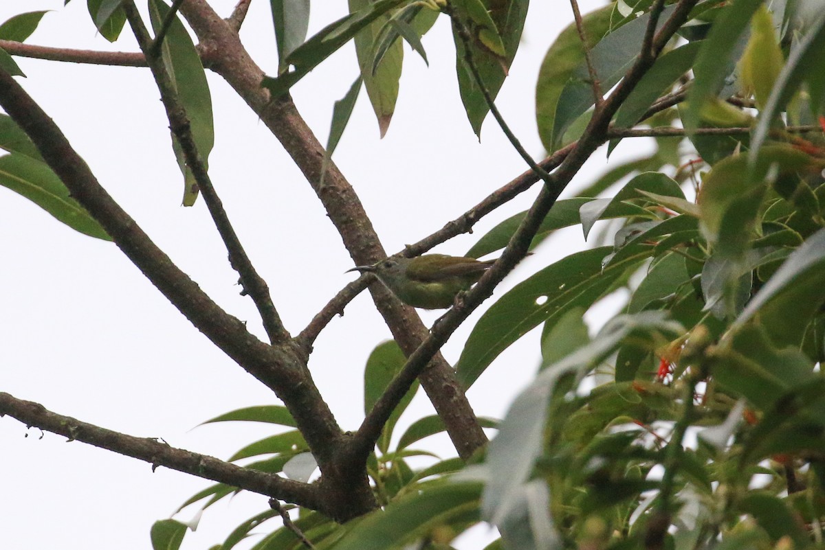 Green-tailed Sunbird (Green-tailed) - ML71820341