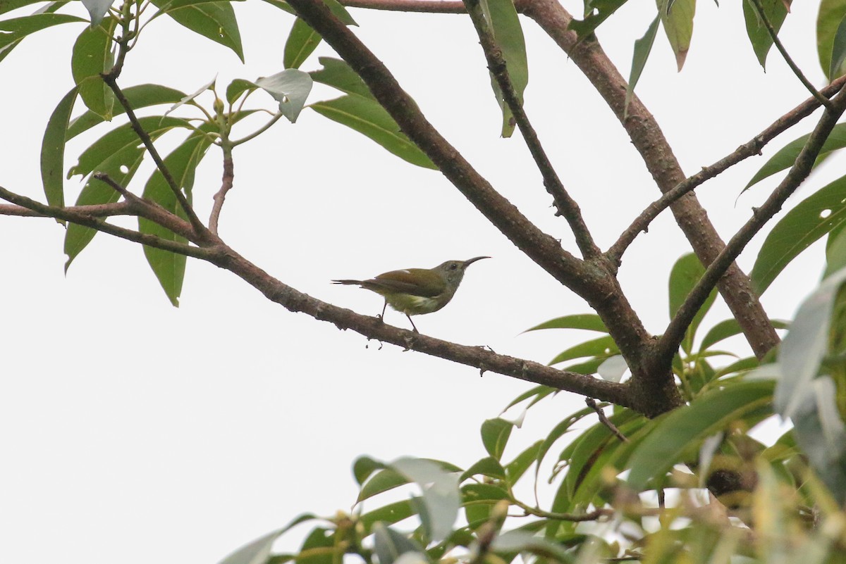Green-tailed Sunbird (Green-tailed) - ML71820361