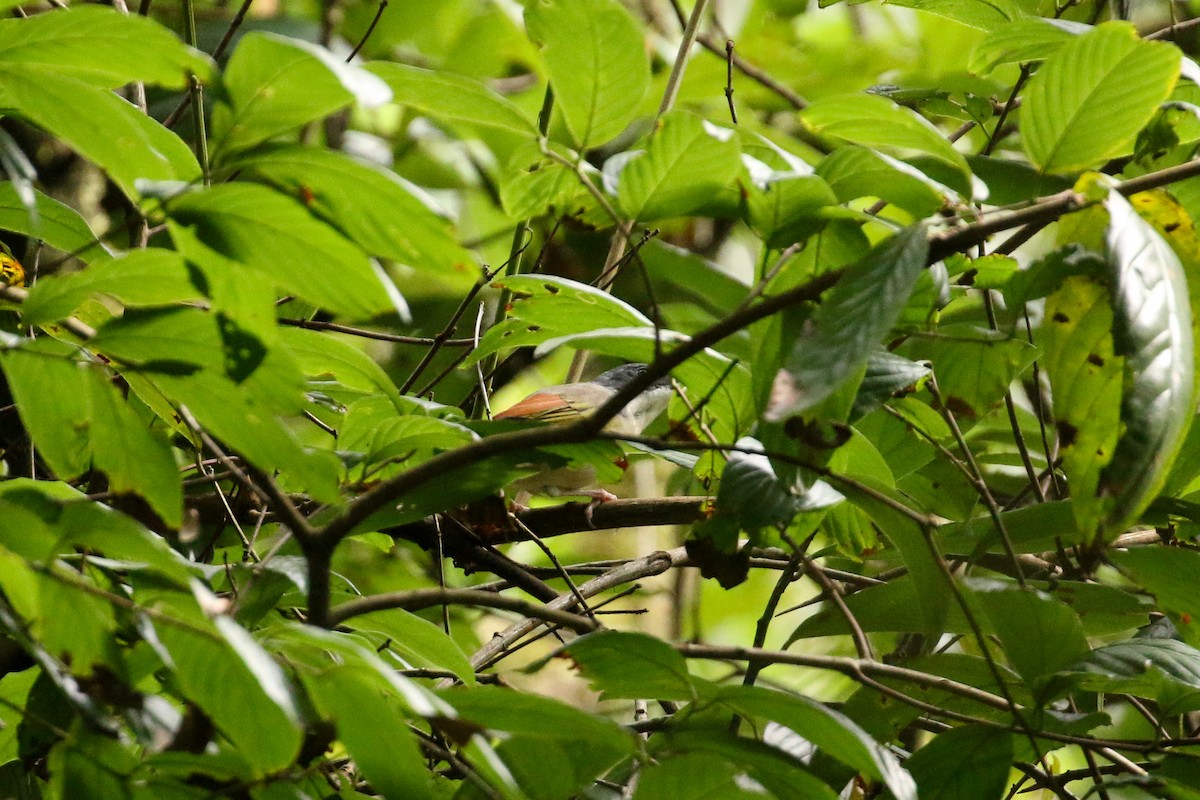 White-browed Shrike-Babbler (Himalayan) - Tommy Pedersen