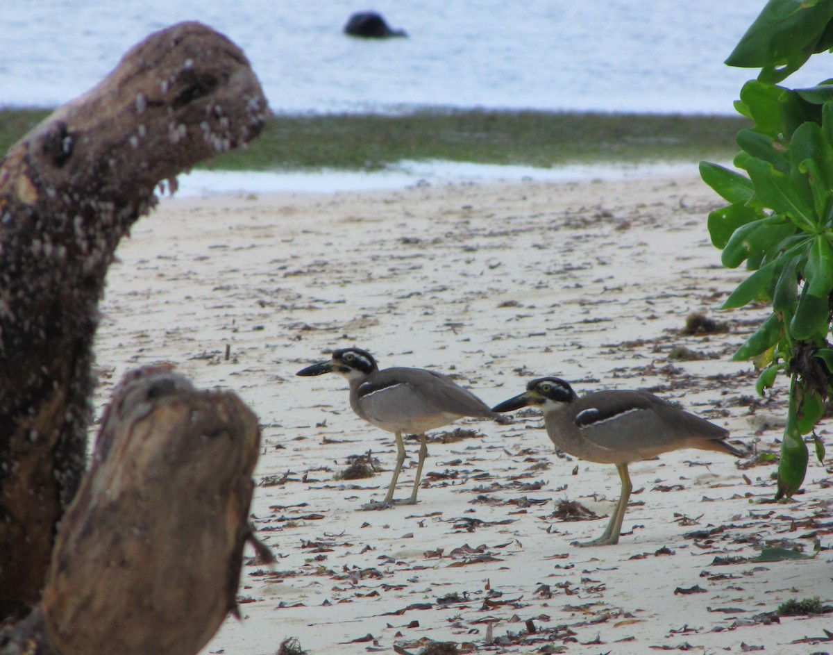 Beach Thick-knee - Opwall Indonesia